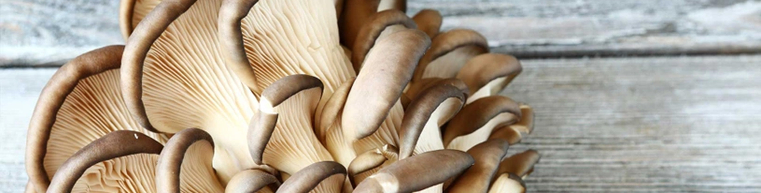 Dižskābarža austeru sēne, viena no galvenajām sastāvdaļām Defendyl-Imunoglukan produktos.