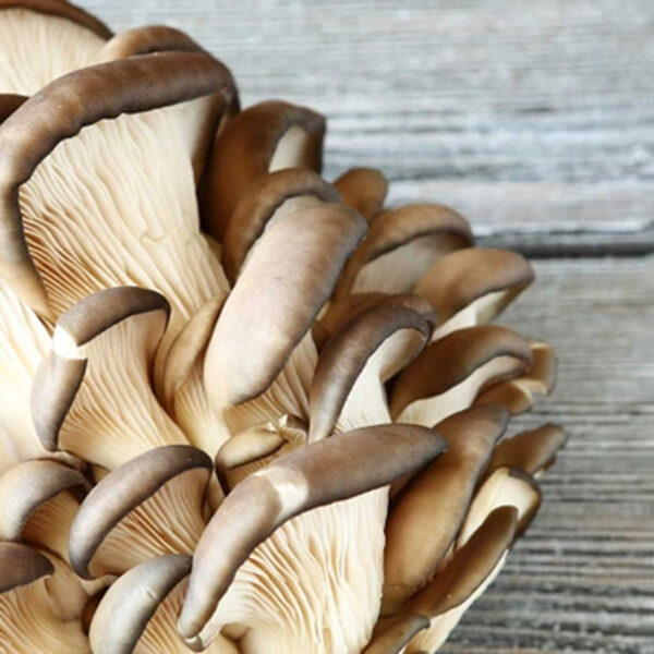 Dižskābarža austeru sēne, viena no galvenajām sastāvdaļām Defendyl-Imunoglukan produktos.