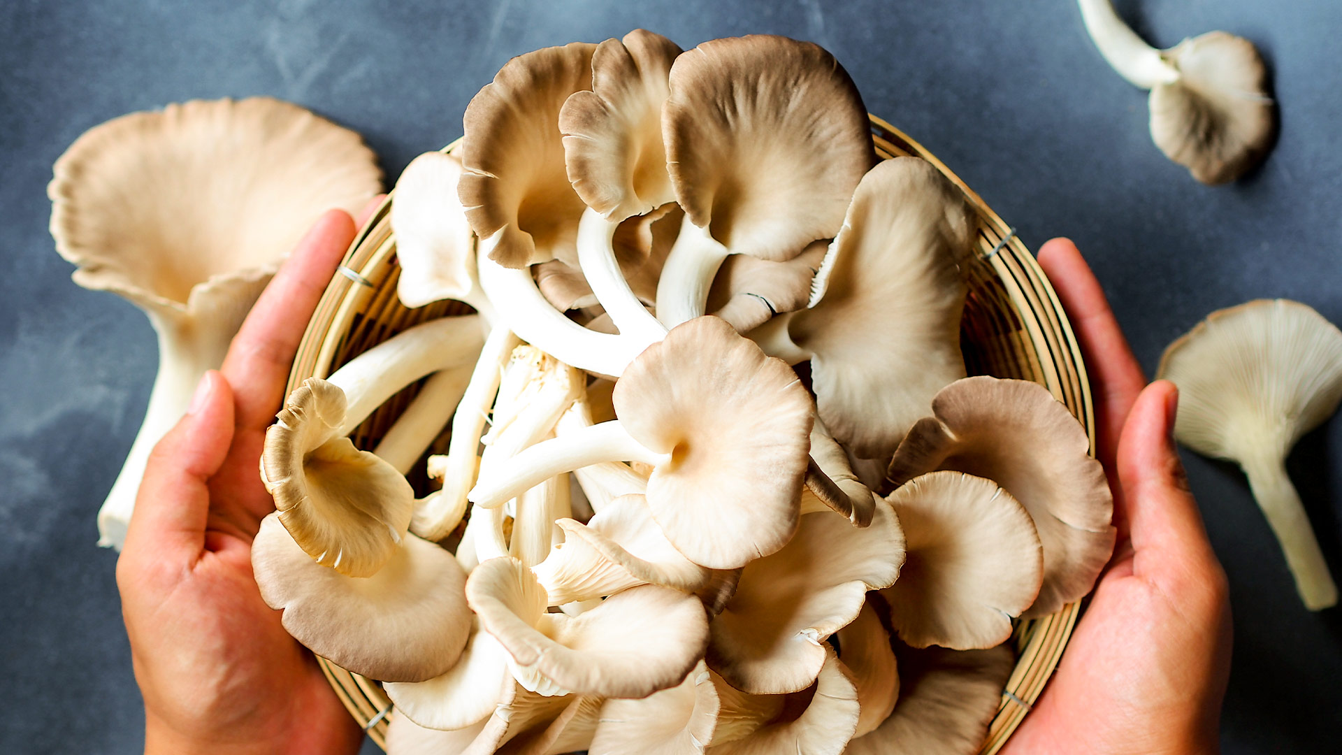 Dižskābarža austeru sēne, viena no galvenajām sastāvdaļām Defendyl-Imunoglukan produktos.