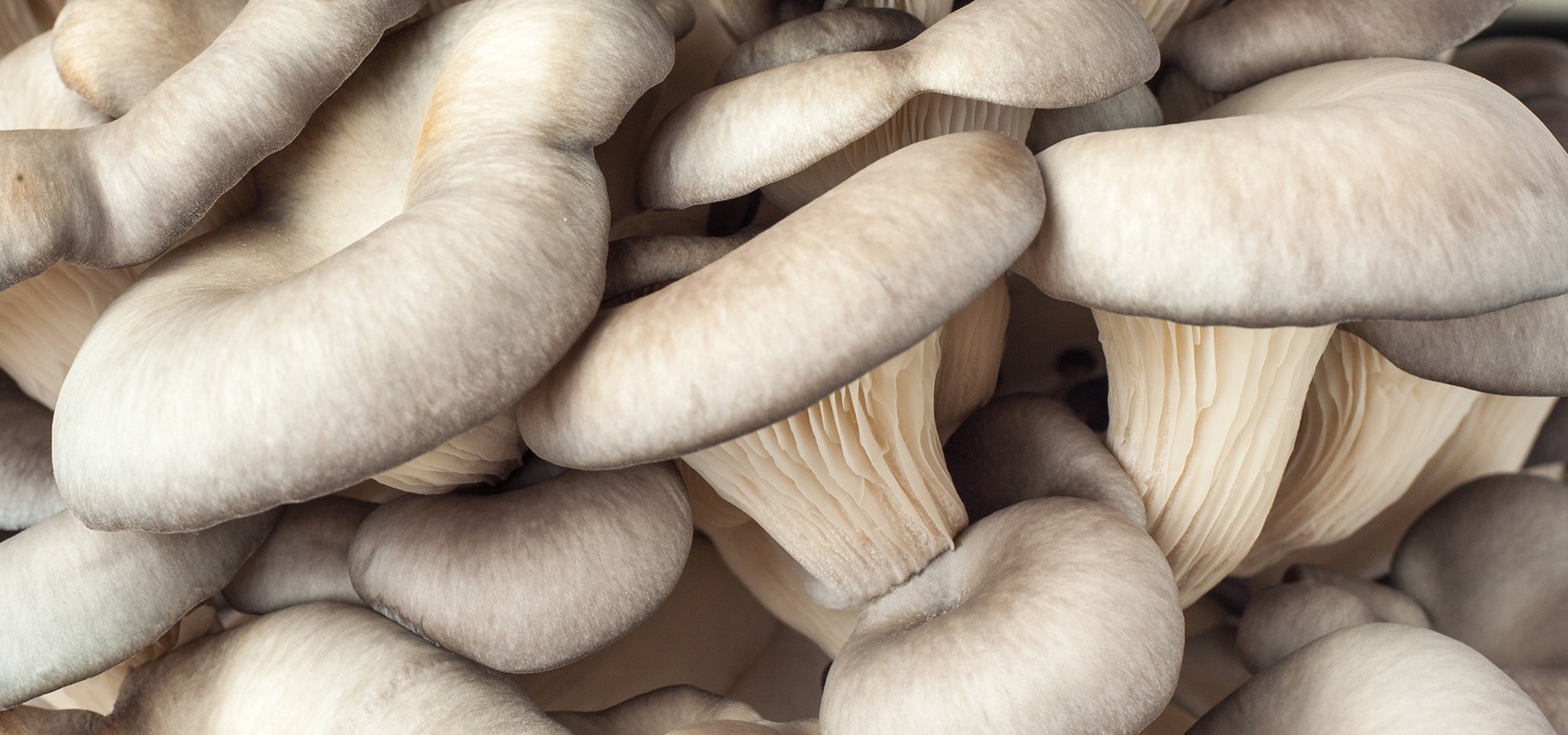 Dižskābarža austeru sēne, viena no galvenajām sastāvdaļām Defendyl-Imunoglukan produktos.